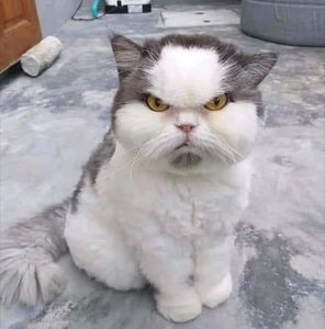 Meet your Posher, Nelson